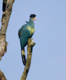 Great Blue Turaco