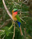 Red-throated Bee-eater