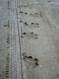 Hippo and human tracks