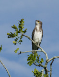 Beaudouins Snake Eagle