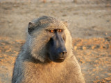 Olive Baboon