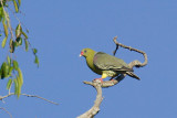 African Green Pigeon