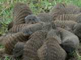 Banded Mongoose scrum
