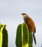 White-Browed Coucal