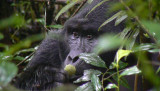 Mwirima - Silverback of the Rushegura Group