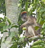 Central African Red Colobus