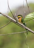 Cinnamon-chested Bee-eater