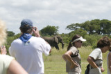 Bush break interrupted by elephant
