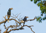 Black-and-white-casqued Hornbill