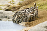 Zebra drinking at the Talek after crossing