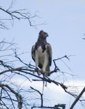 Martial Eagle