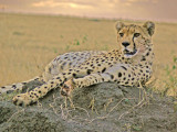 Cheetah at sunset