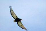 Bateleur