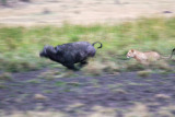 Lion chasing buffalo