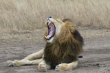 Lion Marsh Pride male yawn