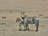 Zebra mare and foal