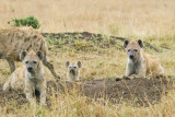 Hyenas around den