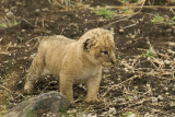 Lion cub 1 mo old