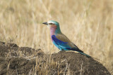 Lilac-breasted Roller