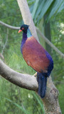 Pheasant Pigeon