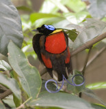 Wilsons Bird-of-Paradise