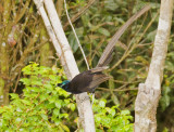 Ribbon-tailed Astrapia female