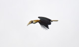 Blyths Hornbill male