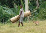 Baby Cassowary