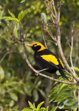 O'Reilly's (Lamington NP, Australia) birds