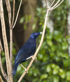 Satin Bowerbird male