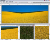 SCREEN_SHOTCANOLA_field-5D-LR1.1-1.jpg