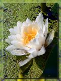 Water Lily in Pond, Gyor, Hungary