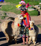 Lady Quechua With Alpacas, Cuzco Market