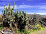 Cactus On Ruins Of Wiracocha Temple, Raqchi