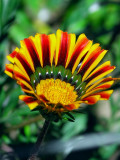 Pretty Peruvian Wild Flower