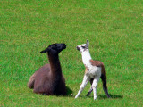 Llamas; Mamy And Kid In Machu Picchu