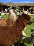 Llamas And Alpacas On Market Fare, Raqchi