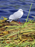 Chubby Gull On Totora Island, Titicaca Lake