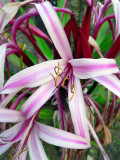 Giant Amaryllis, Jungles of Machu Picchu