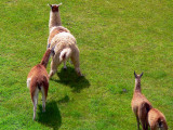 What The Heck ? Machu Picchu