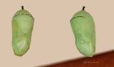 Monarch Chrysallids