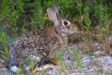 Cottontail Rabbit <I>(Sylvilagus floridanus)</I>