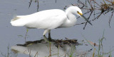 Snowy Egret <I>(Egretta thula)</I>
