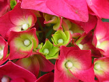 Hydrangea 14 Apr 07