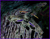 Abbotts Moth on Chesnut Limb - CR Csk tb0605.jpg