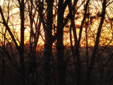 IMG_1047   Trees at sundown.jpg