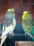 Birdy2 sweet talk.jpg