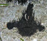 Hairy frogfish