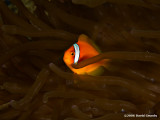 2006.12.30 Anemone fish