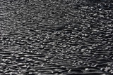 ripples